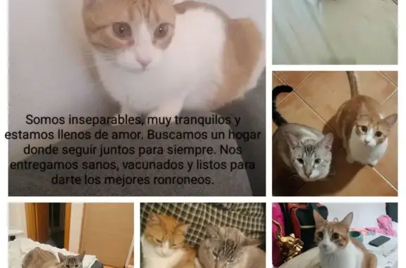 Tiernos Gatos Juguetones Buscan Hogar en Málaga