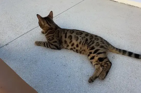 Gato Bengalí Perdido: Klar Necesita Medicación