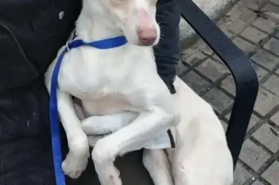 ¡Ayuda! Podenca Blanca Perdida en Granada