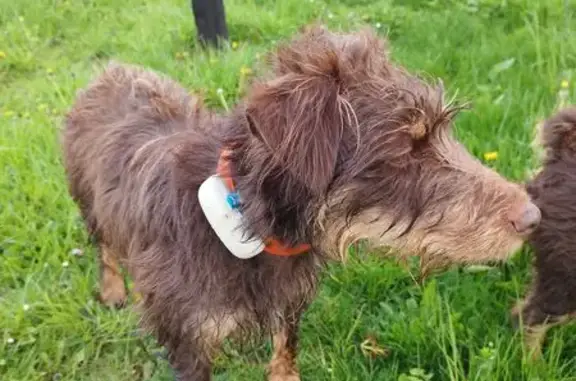 Chien perdu Rudy, 5 ans, collier orange - photo