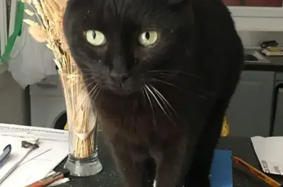 Chat perdu, , photo: Chatte noire 10 ans perdue à Sète