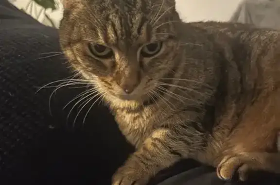 Animaux perdus , photo: Chatte Ness disparue à Tart depuis lundi