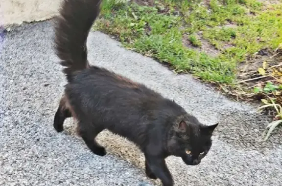 Chat perdu, Chamonix-Mont-Blanc, photo: PERDU Chat Noir 