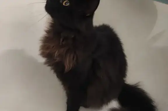 Кішки загублені, Львів, фото: Зникла довгошерста кішка на Рахівській, 18