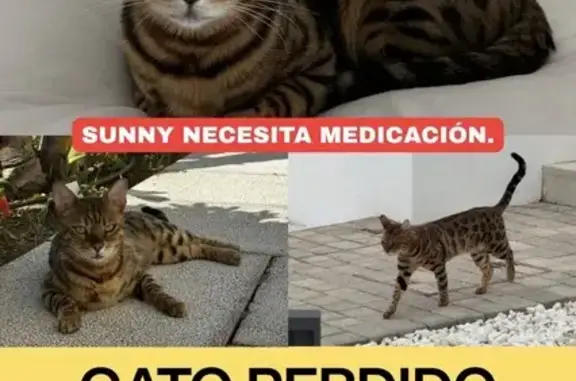 Gato Bengalí Perdido: Klar Necesita Medicación