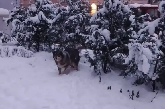 Зникла полохлива собака на вул. Шевченка, 63