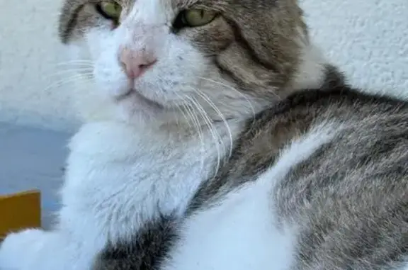 Chat perdu, Parentis-en-Born, photo: Chat tigré blanc/gris perdu à Parentis