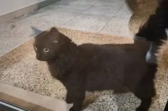 Animaux trouvés , photo: Chat perdu trouvé à Rillieux-la-Pape