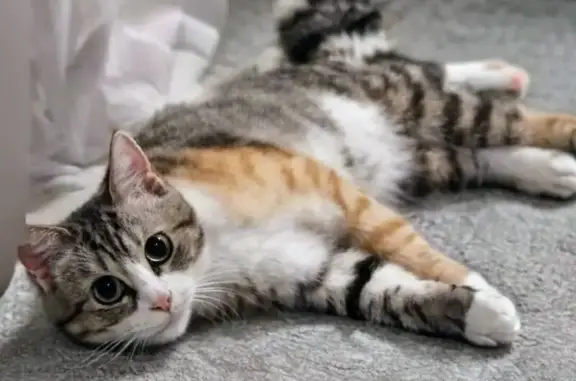 Chatte tigrée Kakou perdue à Ploemeur - photo