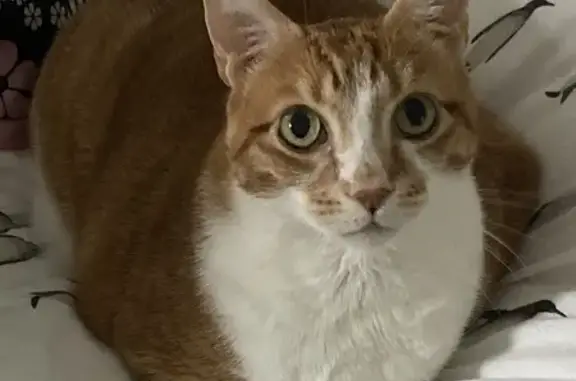 Lost: Timid Orange Cat on S. Virginia Ave - photo