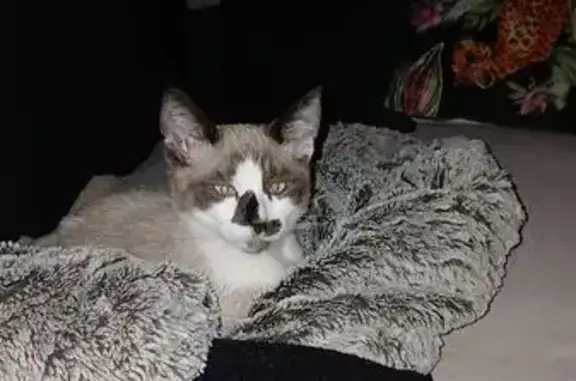 Chat perdu : Loki, rue Aglophile Fradin - photo