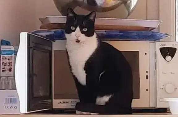 Animaux trouvés Carpentras, photo: Chat noir et blanc perdu à Carpentras