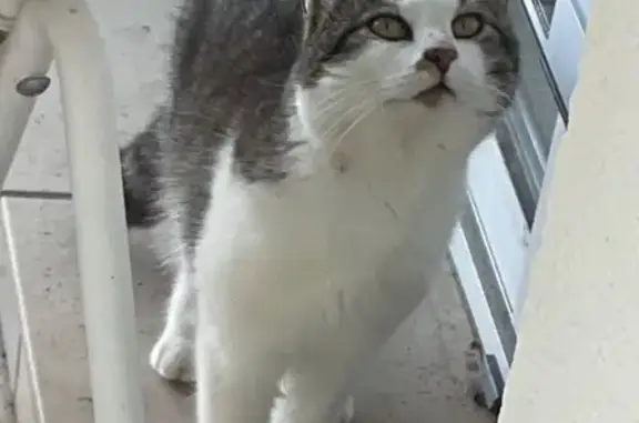 Chat trouvé Meursac, photo: Chat trouvé, corpulence moyenne, Meursac