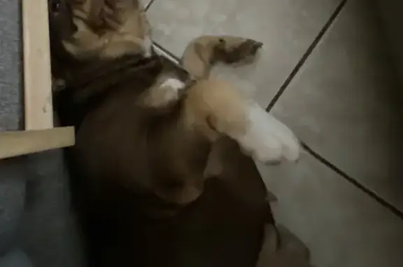 Missing dog Phoenix, photo: Missing: Coco, Brown & Tan, Phoenix Area