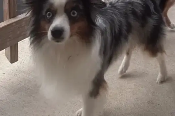 Help Find Joey: Missing Mini Aussie