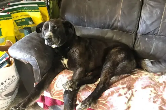 Animaux trouvés , photo: Chiens blessés trouvés à Gaudonville