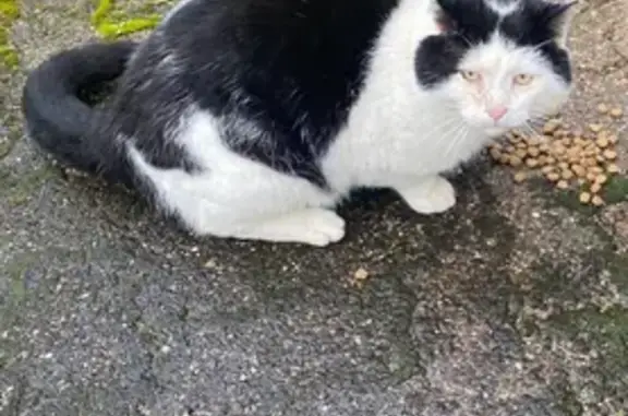 Animaux trouvés Moulins, photo: Chat trouvé sociable Moulins, non castré