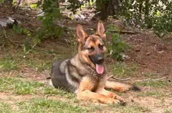 Missing Dog: Sweet, Skittish, Loves Car Rides