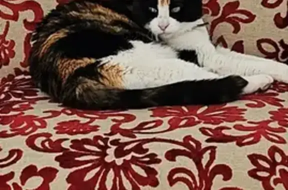 Found: Skylar, Multi-Colored C...