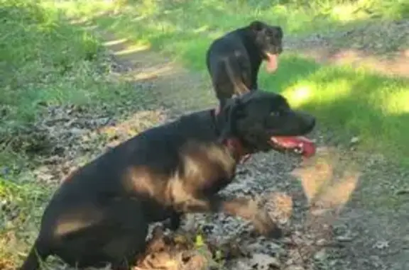 Deux labradors noirs perdus à Solférino - photo
