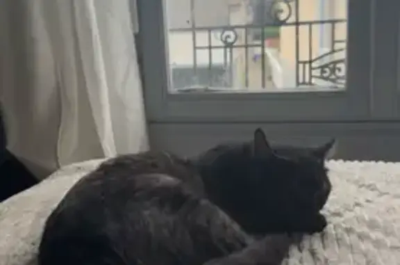 Chat tigré perdu, Av. Général Leclerc - photo