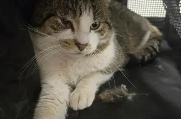 Animaux trouvés Villers-le-Lac, photo: Chat trouvé rue Verdan, Villers-le-Lac