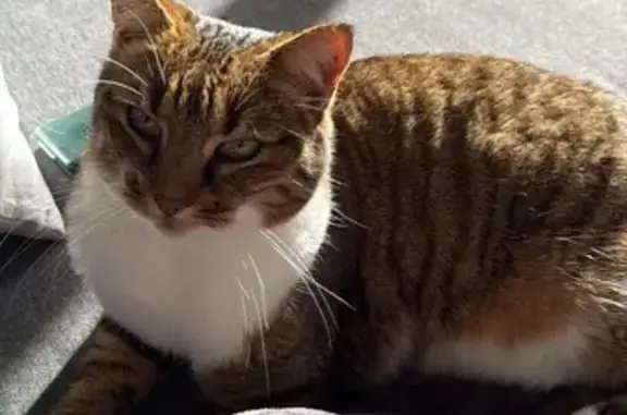 Chat perdu Tigre pattes blanches Roquebrune - photo