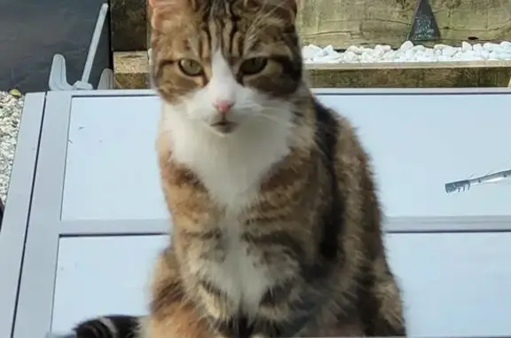 Animaux perdus Rochefort, photo: Chat perdu, timide, Rue du Breuil