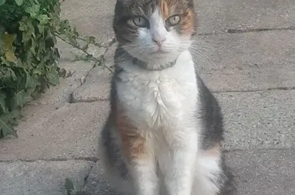 Animaux trouvés Rouen, photo: Chat trouvé rue Rapp, amaigri et craintif