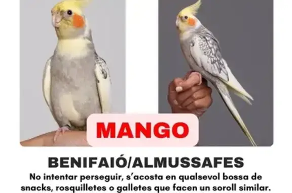 ¡Ave Perdida! Responde a Sonidos de Snacks