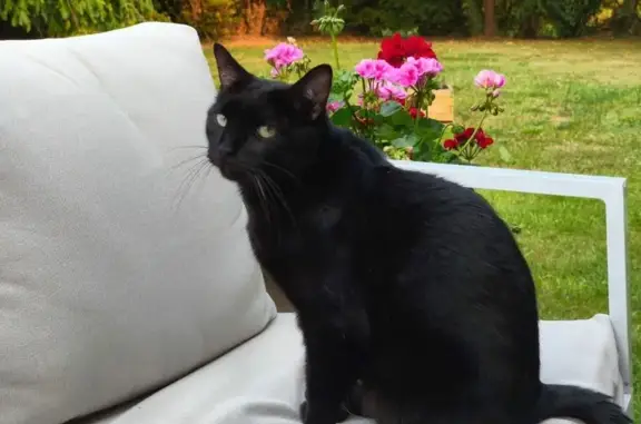 Chat perdu, , photo: Chat noir disparu, Route du Bois Branger