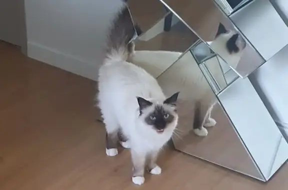 Chat perdu, Béziers, photo: Chatte sacrée Birmanie perdue à Béziers