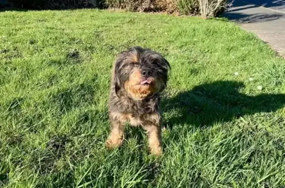 Animaux trouvés Bayeux, photo: Chien errant sans collier à Bayeux