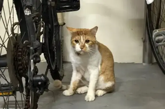 Lost and found pets Singapore, photo: Found: Skittish Ginger-White Cat, Pasir Ris