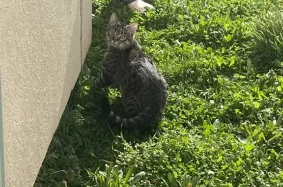 Animaux perdus Bourges, photo: Chat perdu à Bourges : craintif, sans collier