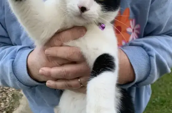 Chat trouvé Margny-lès-Compiègne, photo: Chat noir et blanc trouvé avec collier rouge