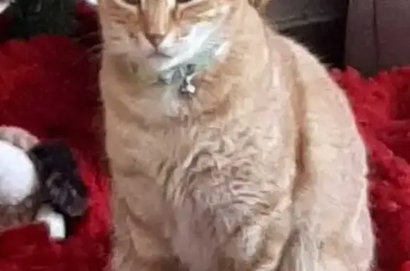 ¡Ayuda a encontrar a Mr. Rubiu...