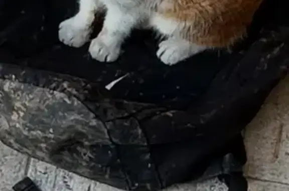 Animaux trouvés Le Bourgneuf-la-Forêt, photo: Chat gouttière blanc-roux trouvé à Beauvais
