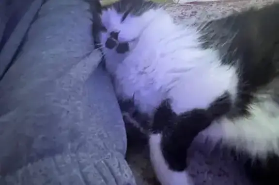 Missing cat, Texas City