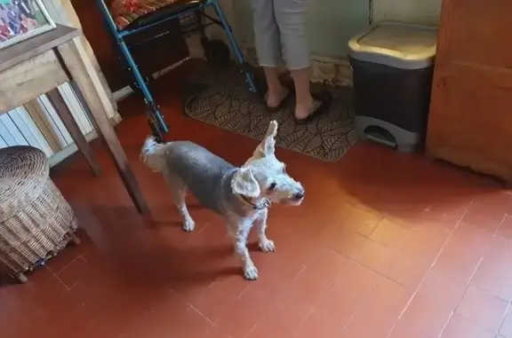 Chien perdu à Marnay, Nouvelle-Aquitaine - photo