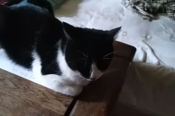 Chat perdu, Moyeuvre-Grande, photo: Chat noir et blanc perdu à Moyeuvre-Grande
