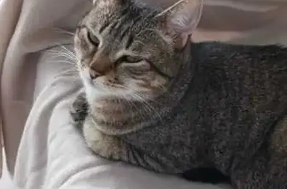 Chat perdu, , photo: Chat tigré perdu, craintif, St-Aubin-sur-Gaillon