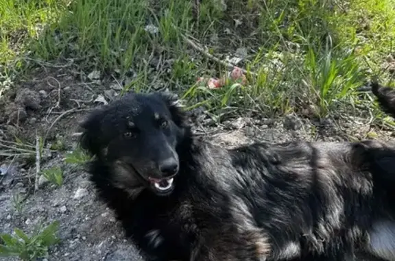 Зникла собака Джессі в Кривому Розі