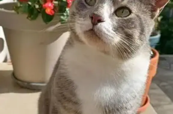 Chat tigré blanc/gris perdu à Soissons - photo