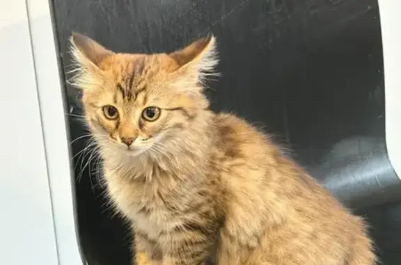 Chat Mila perdu à Douvres-la-Délivrande - photo