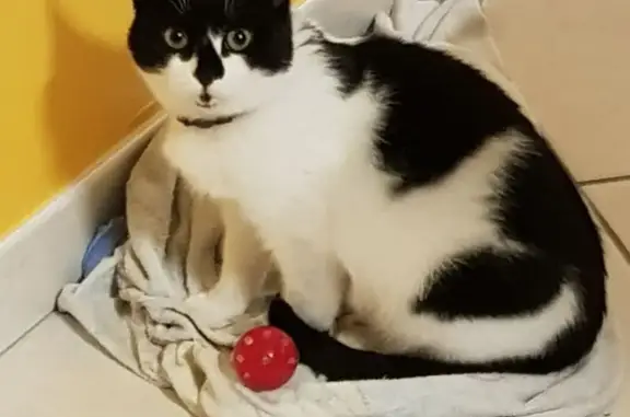 Animaux perdus Janzé, photo: Chatte perdue à Janzé, noire et blanche