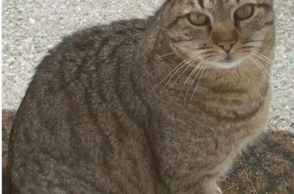 Chat perdu, Saint-Raphaël, photo: Chat tigré perdu, Saint-Raphaël