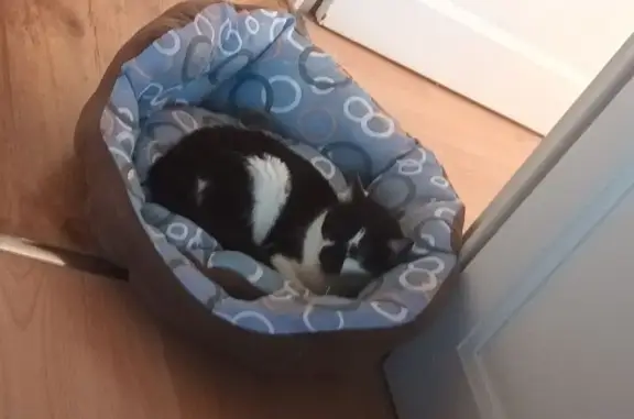 Animaux trouvés Évron, photo: Chat noir et blanc trouvé à Évron