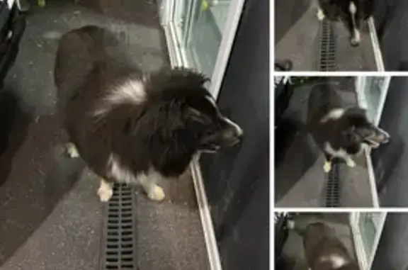 Lost Dog: Fluffy Black & White in Campbelltown