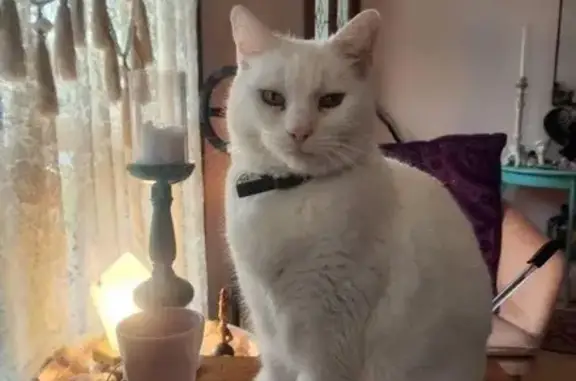 Lost Cat: White, Greenfields Drive